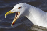 Great black-backed Gull 